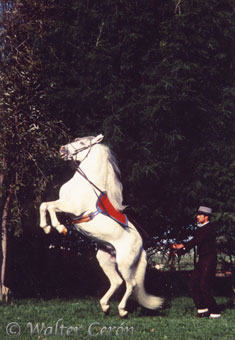 fotografia caballos