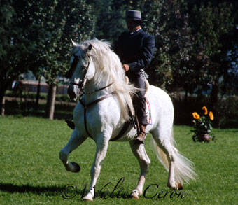 fototgrafia equestre