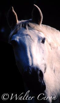 fototgrafia equestre